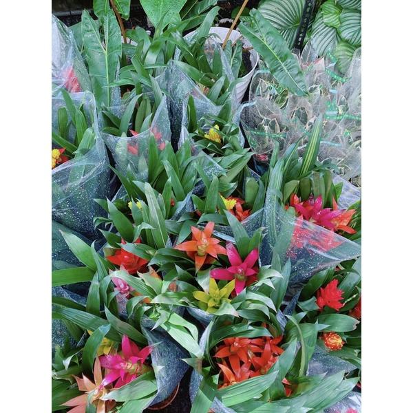 Cây Phát Lộc Hoa Mix Màu