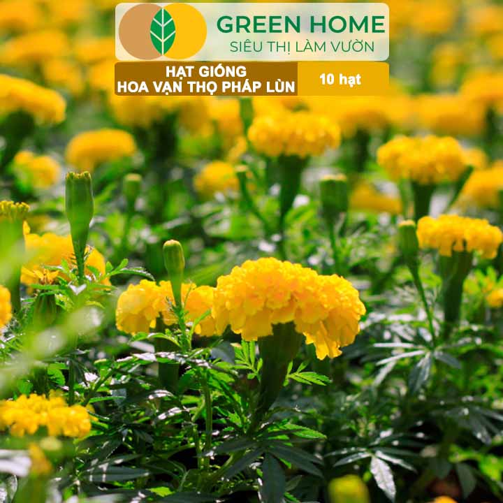 Hạt Giống Hoa Vạn Thọ Pháp Lùn F1 Vàng Chanh GreenHome, Gói 10 hạt, Dễ Trồng Quanh Năm, Trồng Chậu H19