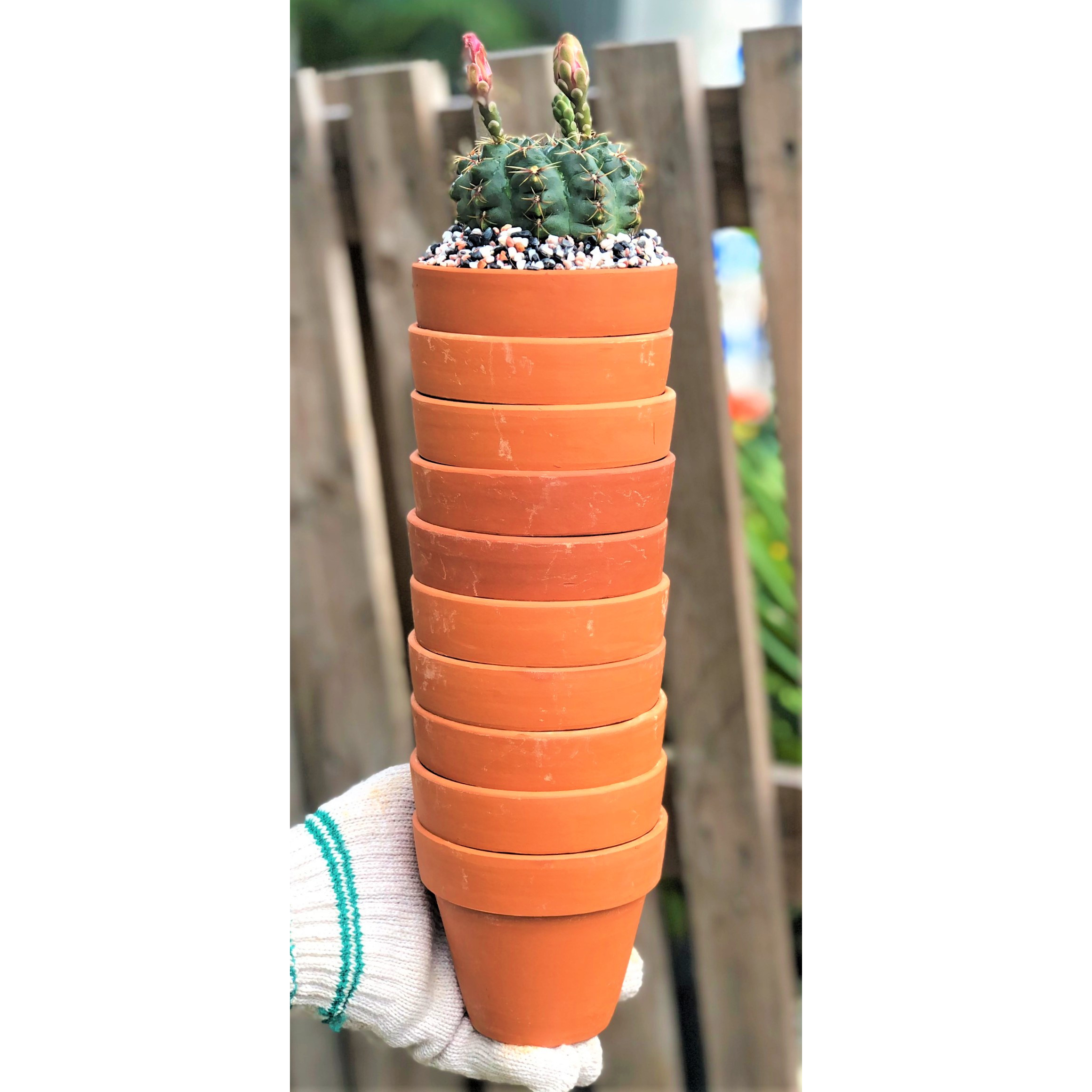 Bộ 10 chậu đất nung trồng xương rồng sen đá Rộng 11 cm x Cao 9,5 cm