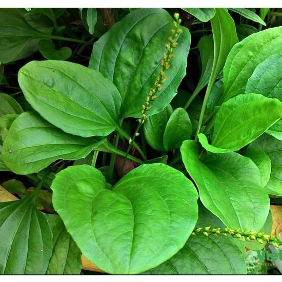 Hạt giống Rau Mã Đề Rado, đóng gói 1gr