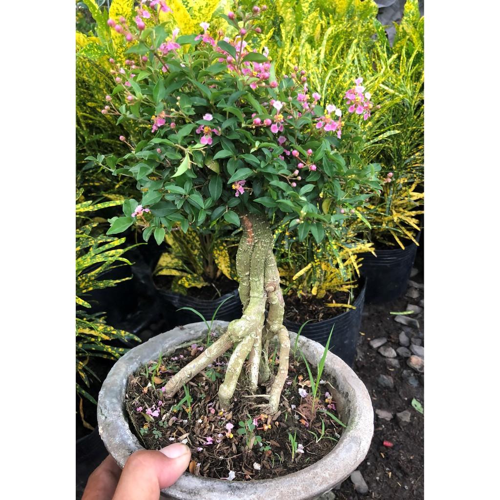 Chậu Bonsai cây Hồng Ngọc Mai