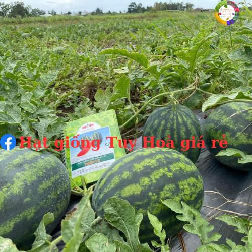 Hạt giống dưa hấu Thiên Vũ F1 hai mũi tên đỏ gói 20 gram