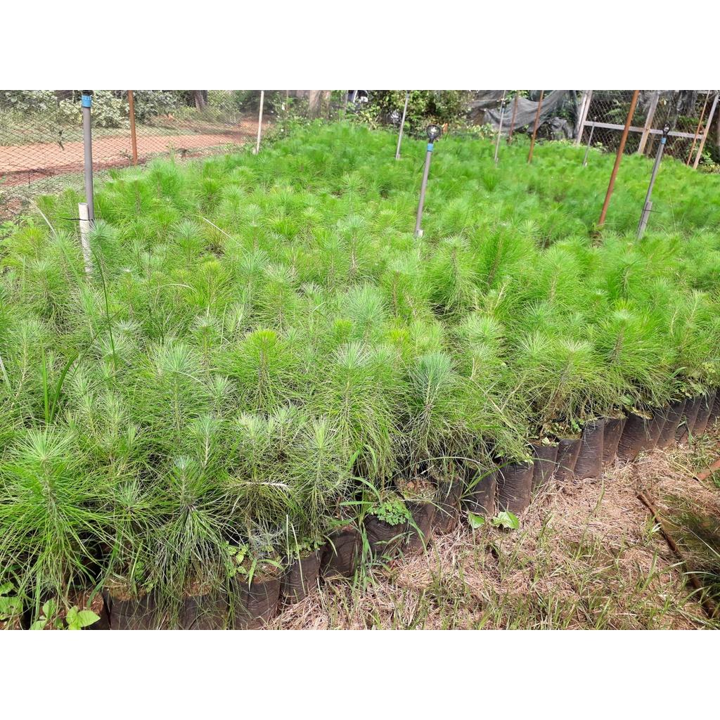 CÂY GIỐNG THÔNG NOEL  frEEship Extra + hoàn xu Extra + ]