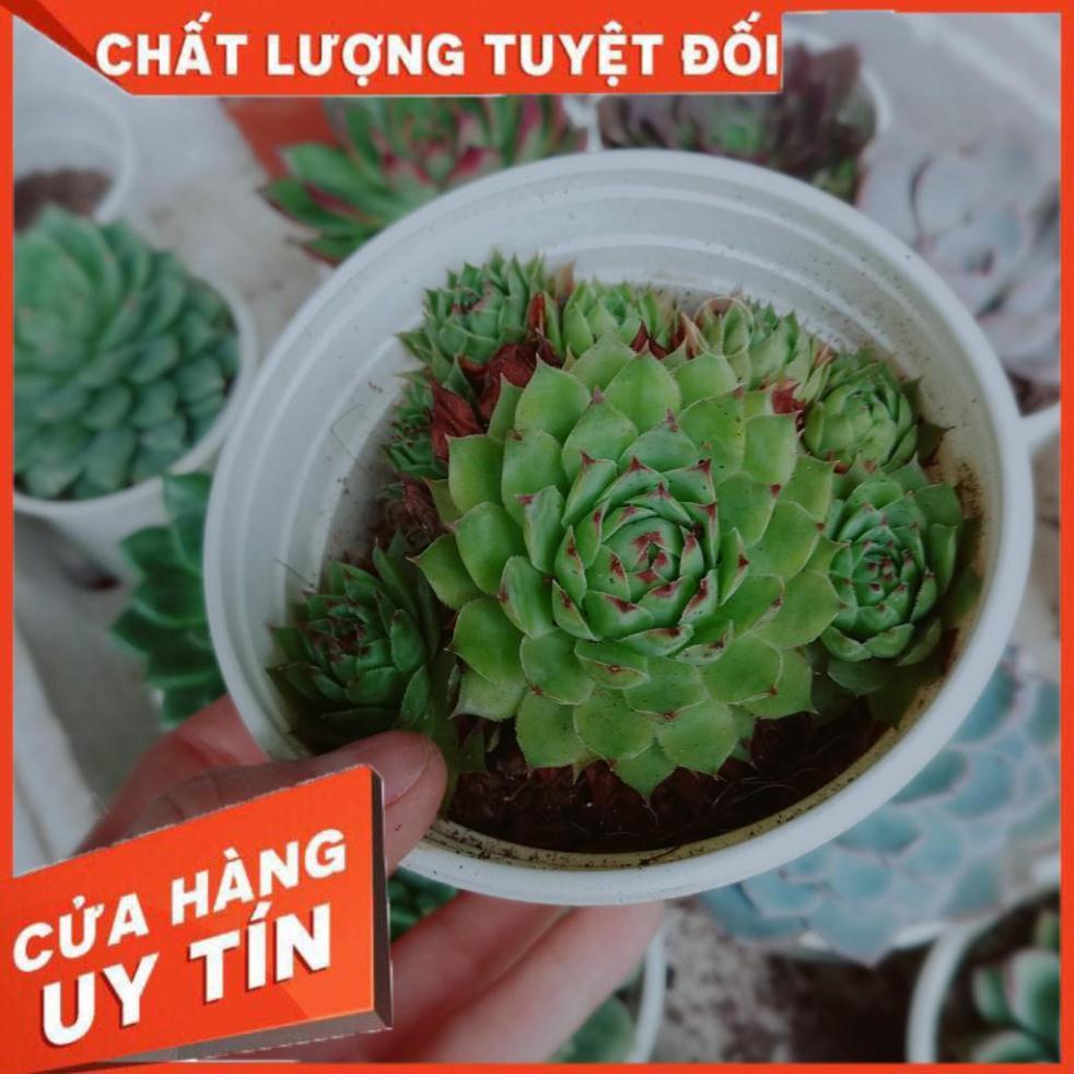 Combo 2 cây sen đá Nhiều Người Mua