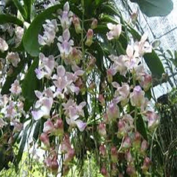 Hoa lan giáng hương tam bảo sắc+ 700g phân thỏ hữu cơ