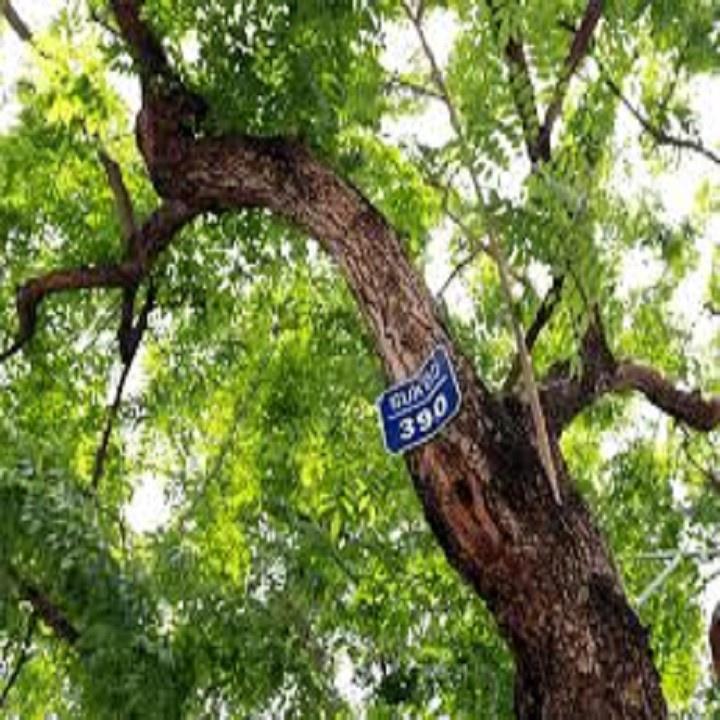 COMBO 2 BẦU CÂY GIỐNG CÂY SƯA ĐỎ