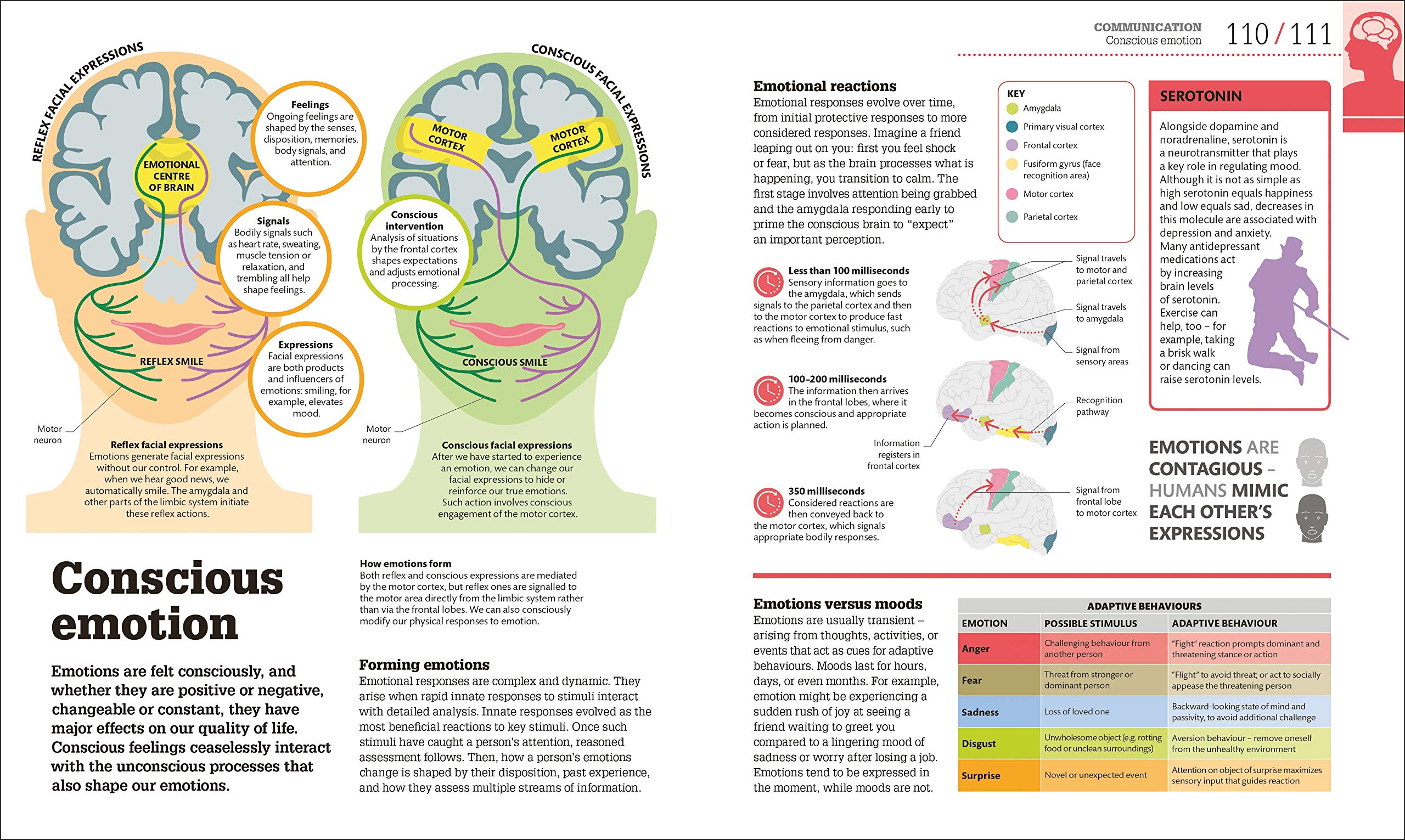 How The Brain Works: The Facts Visually Explained (How It Works)