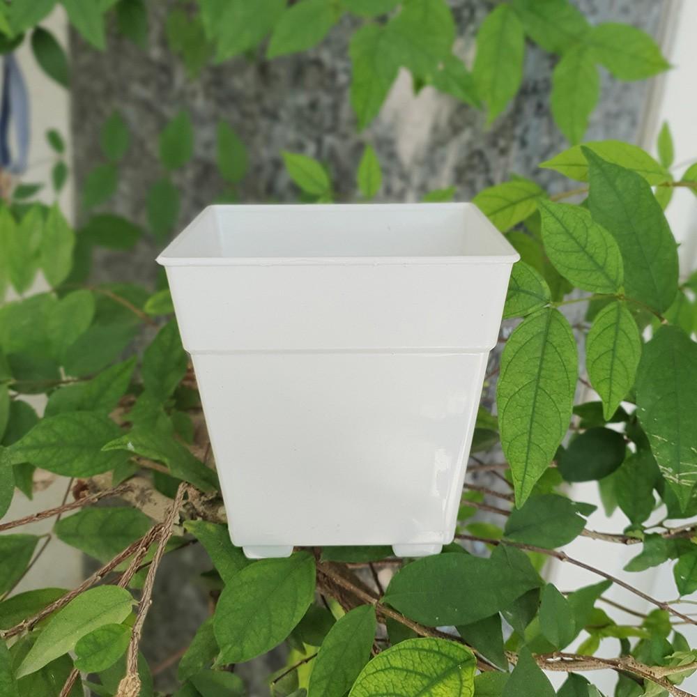 Combo 10 chậu vuông nhỏ trắng 12x12cm