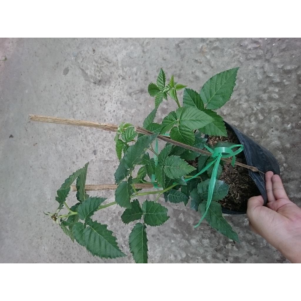 Cây phúc bồn tử - cây cảnh vườn + tặng phân bón cho cây