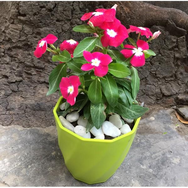 Chậu nhựa tròn trồng hoa xoắn kích thước 13cm x 12cm