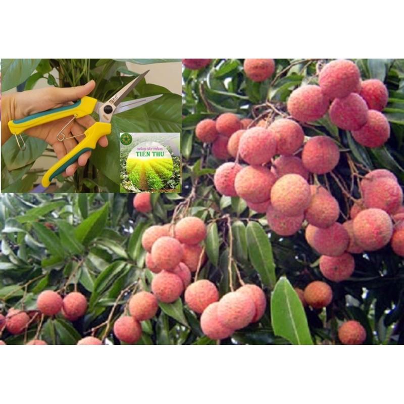 KÉO CẮT TỈA DĂM, TỈA LÁ, THU HOẠCH QUẢ