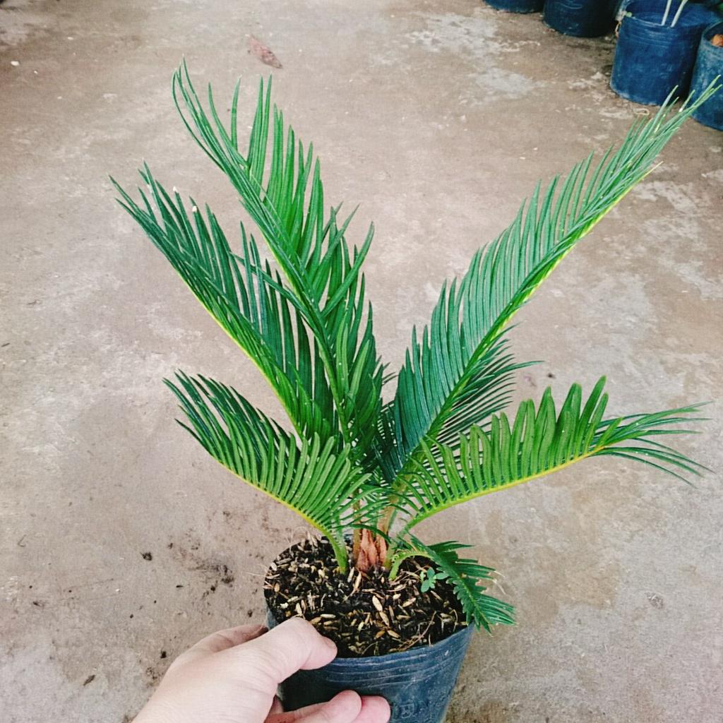 Cây thiên tuế - cây cảnh để bàn + tặng phân bón cho cây mau lớn