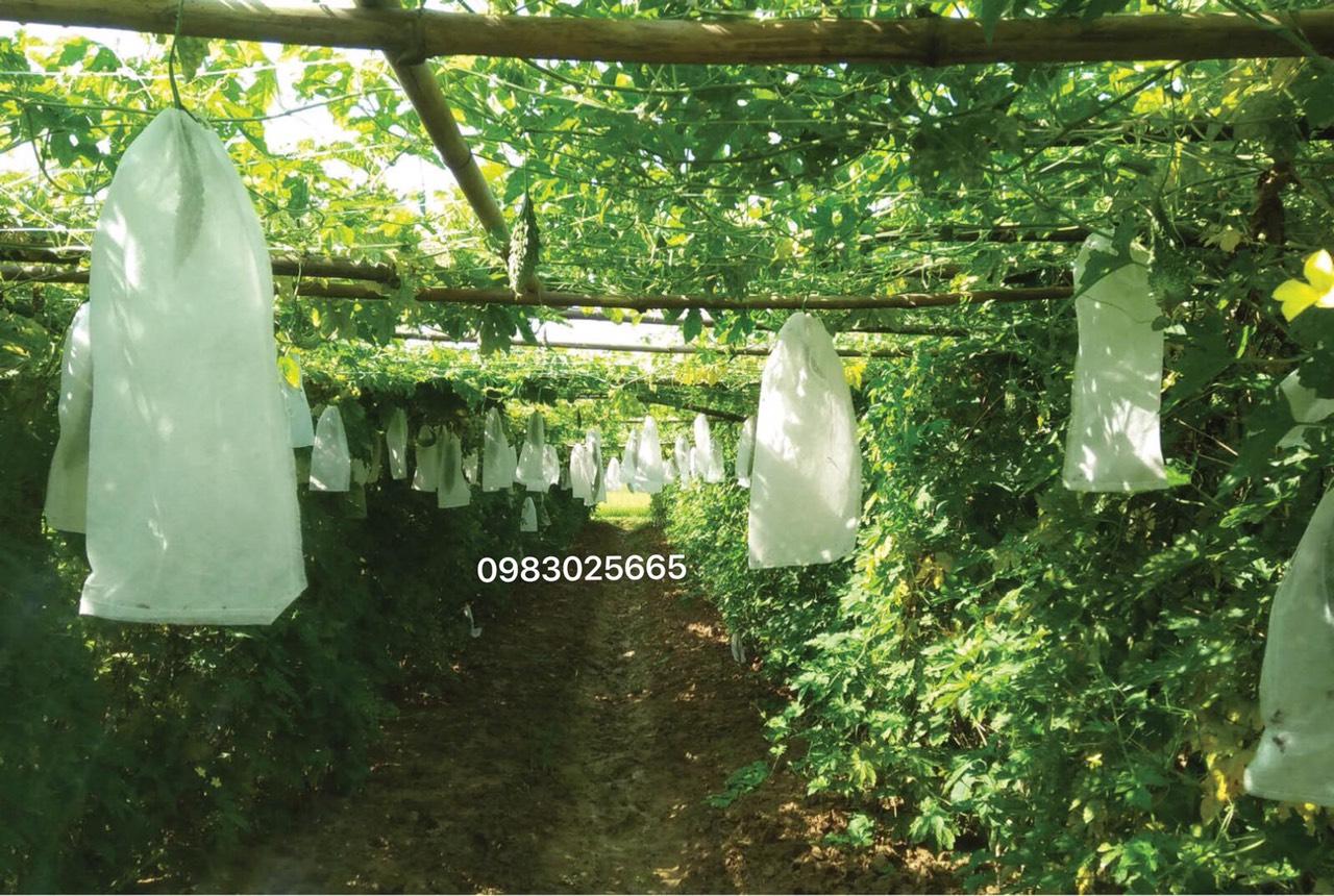 100 Túi Bọc Quả Mướp-Bầu-Bí 15x50cm
