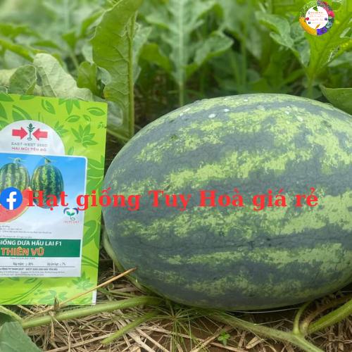 Hạt giống dưa hấu Thiên Vũ F1 hai mũi tên đỏ gói 20 gram