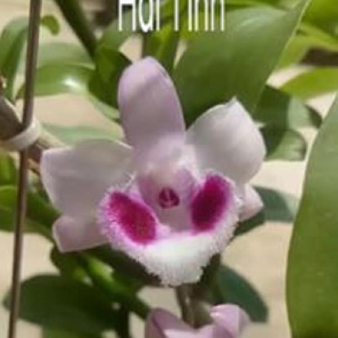 Hoa lan phi điệp - bầu cánh mai