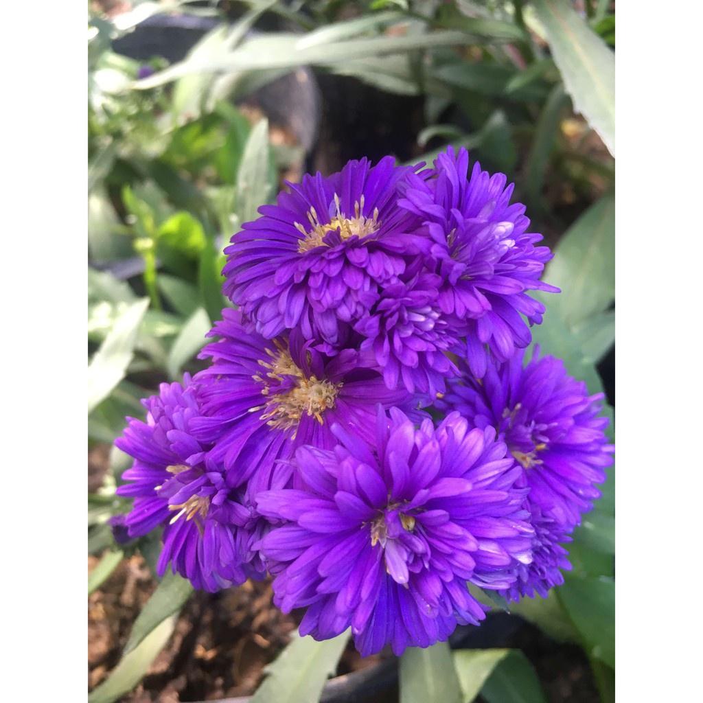 Hoa thạch thảo đỏ kép lùn siêu hoa -bầu cây to đẹp đang nụ hoặc hoa