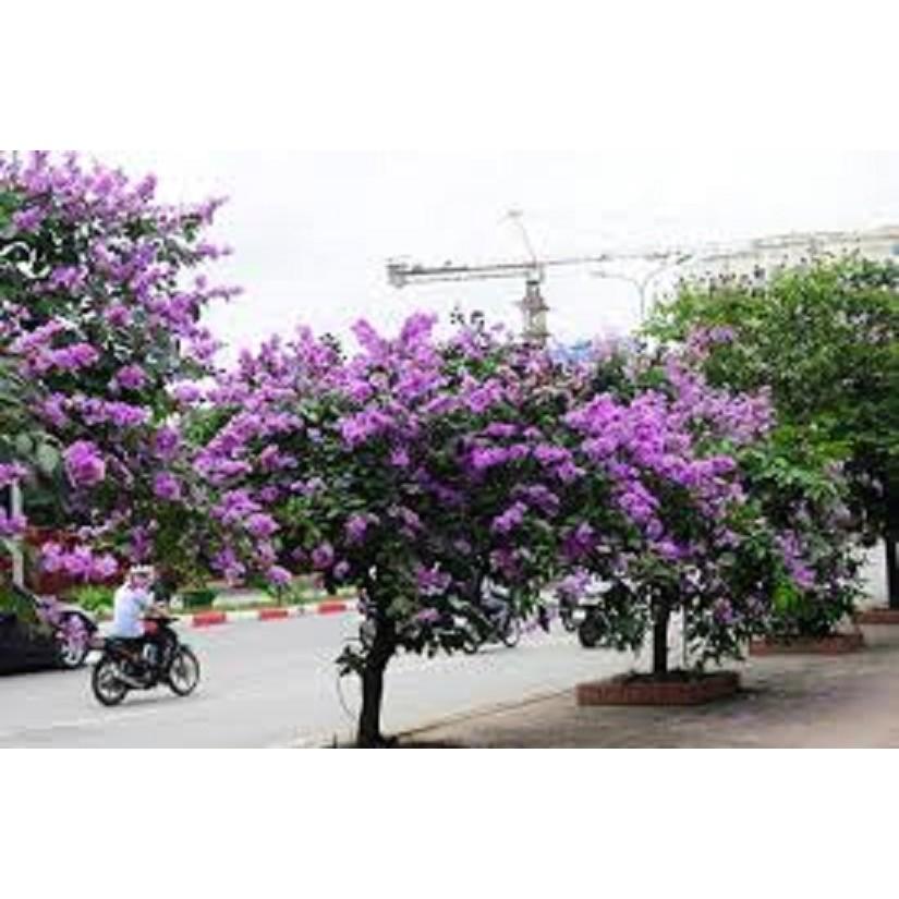 CÂY HOA BẰNG LĂNG TÍM - CÂY CAO 1,5M TRỞ LÊN,ĐÁNH ĐẤT