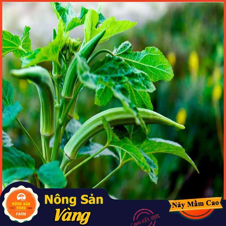 Hạt giống Đậu Bắp Cao Sản