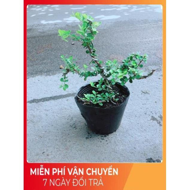 Linh Sam Núi Bonsai