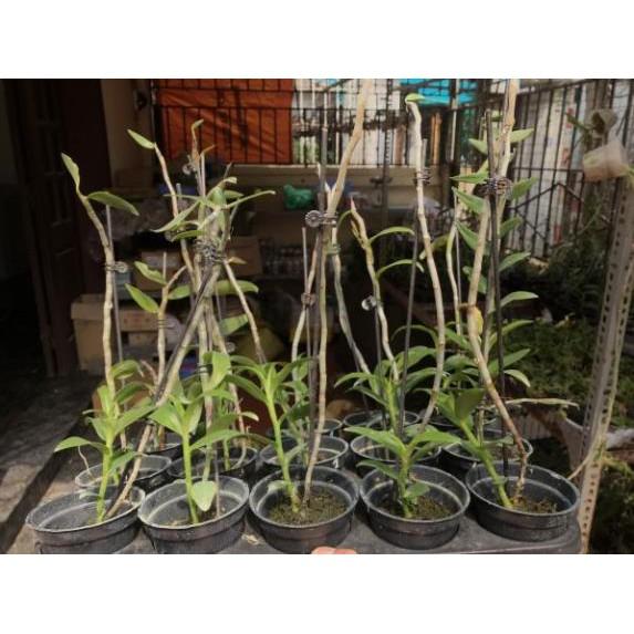 Hoa lan hồng ngọc cây đang nụ
