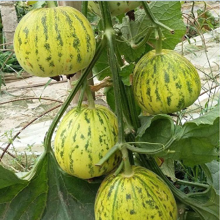 Hạt giống dưa bở quả tròn giống F1 năng suất cực cao 30 hạt/gói