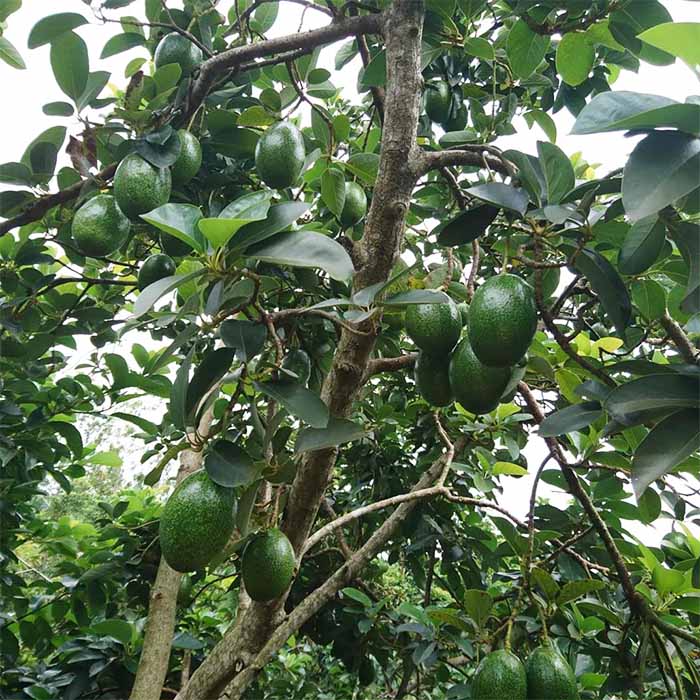 CÂY GIỐNG BƠ CUBA TRÁI TO