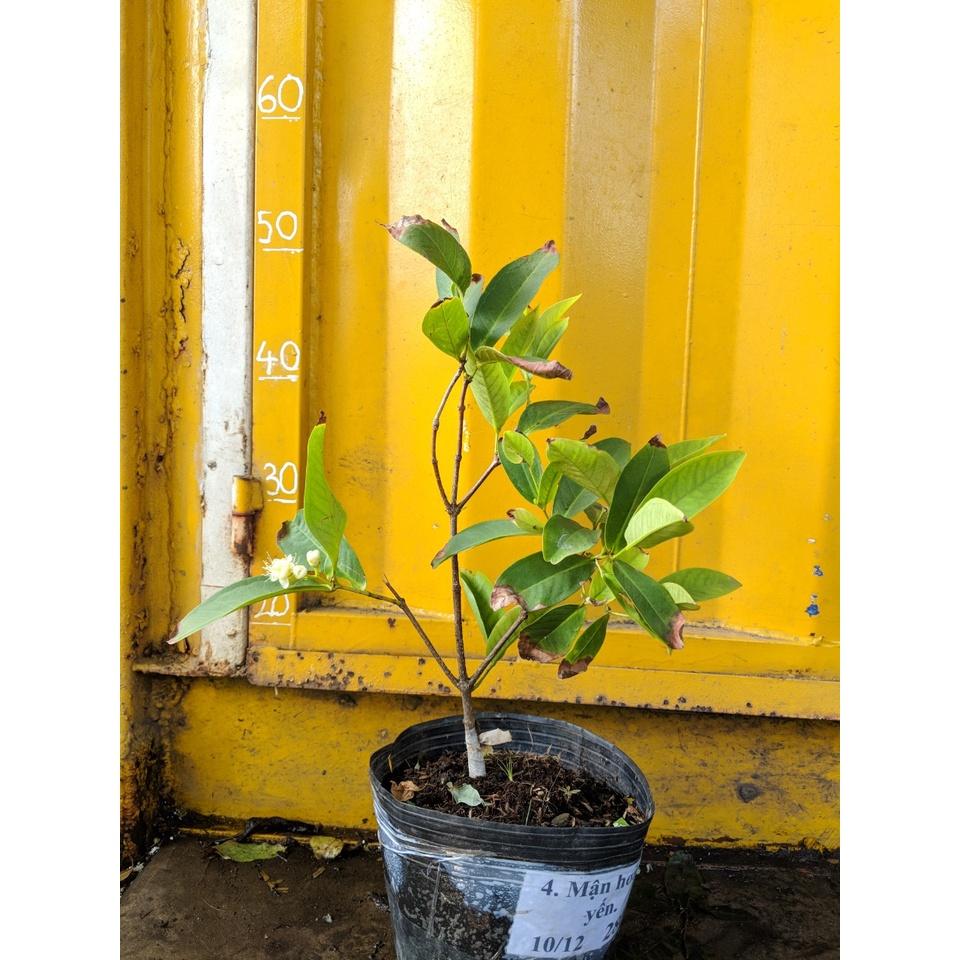 Cây mận Hoàng Yến