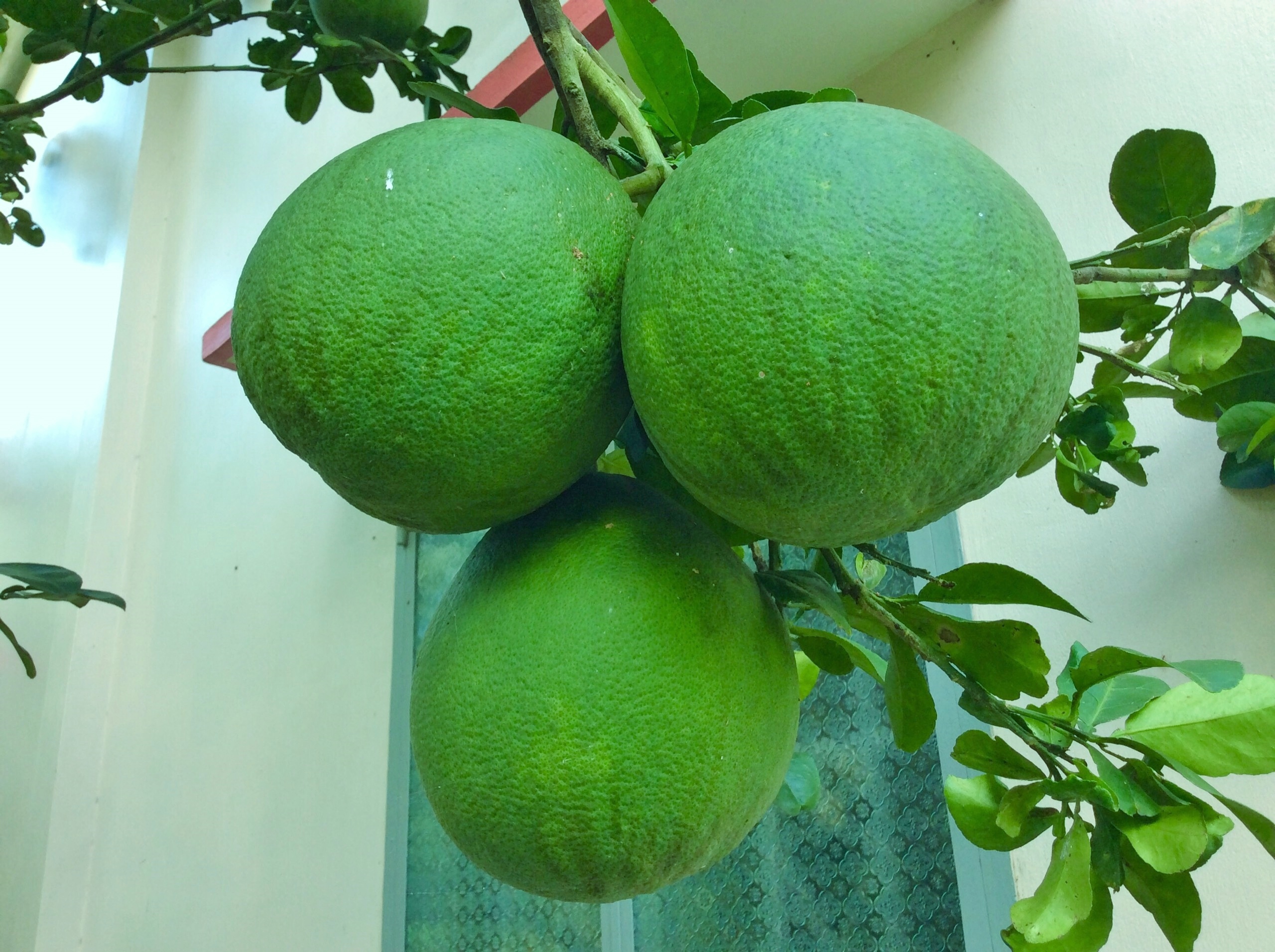 5L Phân Hữu Cơ Đạm Cá Tôm giàu Kali Can 5L pha ra 2000L Bón Cây Ăn Trái, Rau &amp; Hoa Cảnh