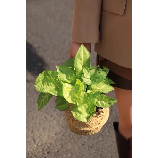 Giỏ cói Bị cói trồng cây trang trí, đựng quần áo - Túi cói giỏ cói đựng cây giả cây trồng trong nhà