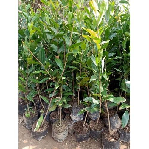 CÂY GIỐNG MAI TỨ QUÝ giống chuẩn cao 1m