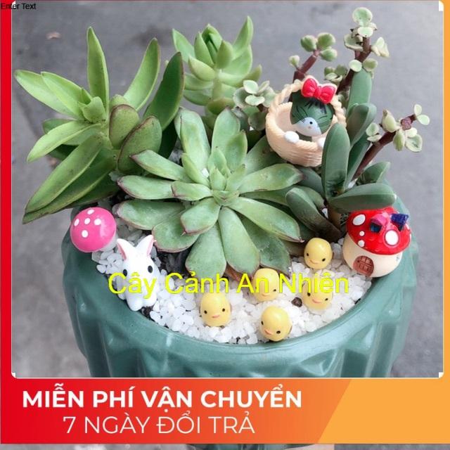 Chậu sen đá tiểu cảnh