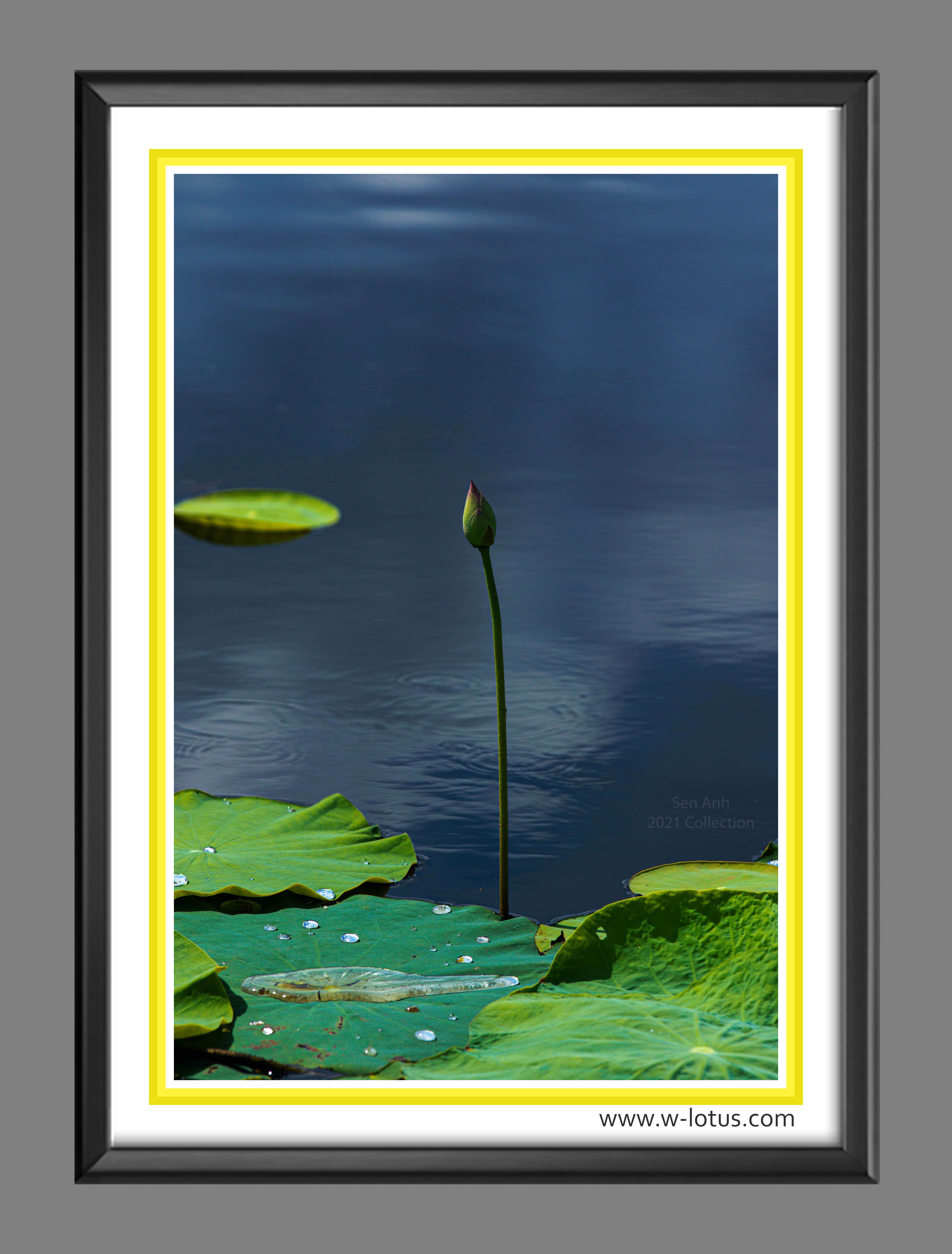 Tranh canvas hoa Sen treo phòng khách ST-00451