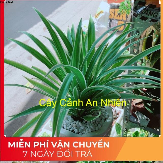 Chậu cây lan chi