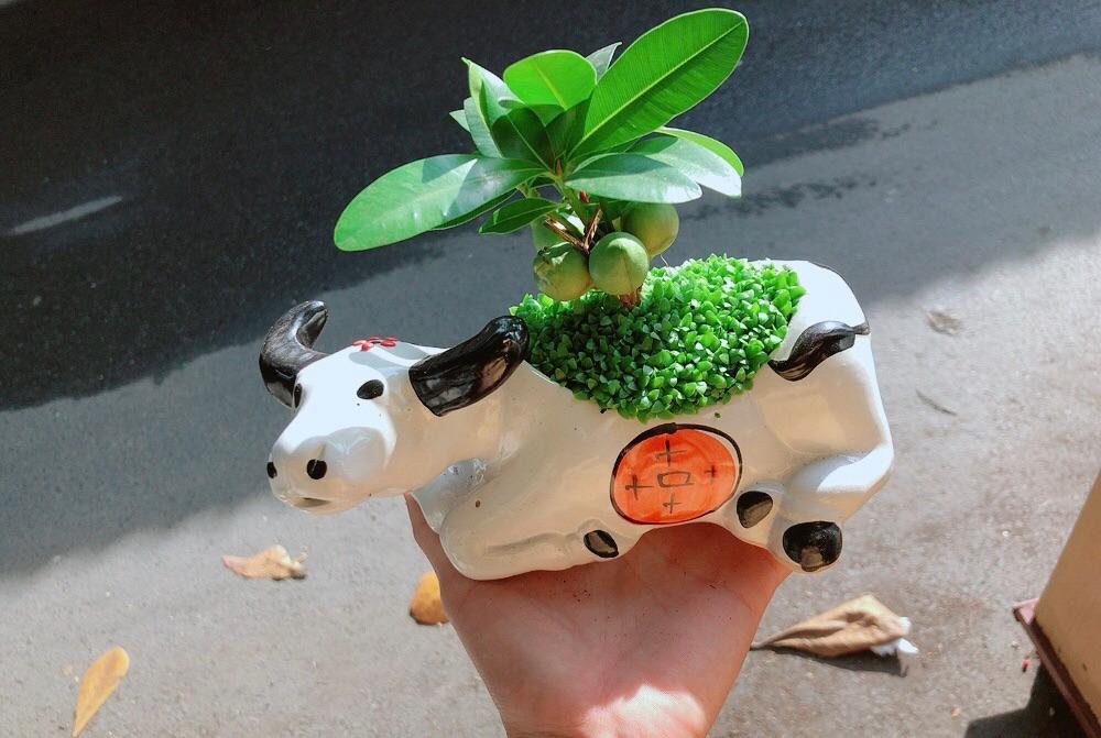 Chậu Cây Tài Lộc Trâu May Mắn