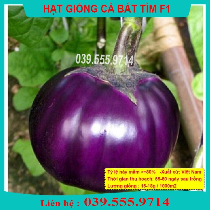 HẠT GIỐNG CÀ BÁT TÍM - QUẢ CÀ TO TRÒN GIEO TRỒNG QUANH NĂM