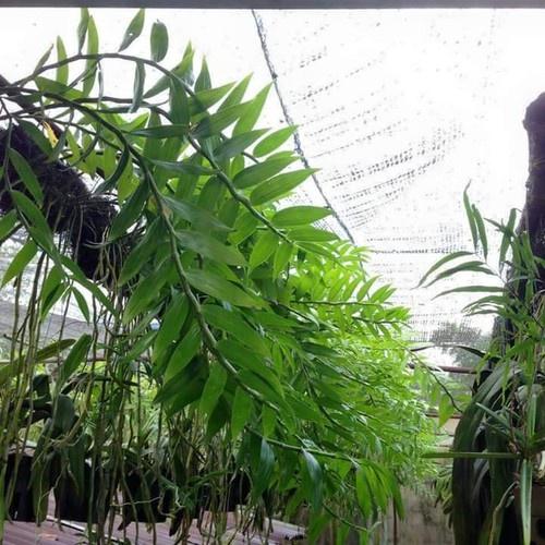 1 bảng  lan phi điệp vàng rừng tây bắc hàng thuần siêu to, hoa siêu đẹp