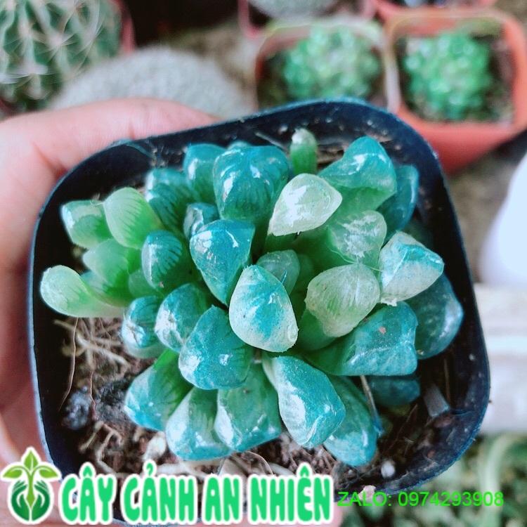 Cây Kim Cương Copi