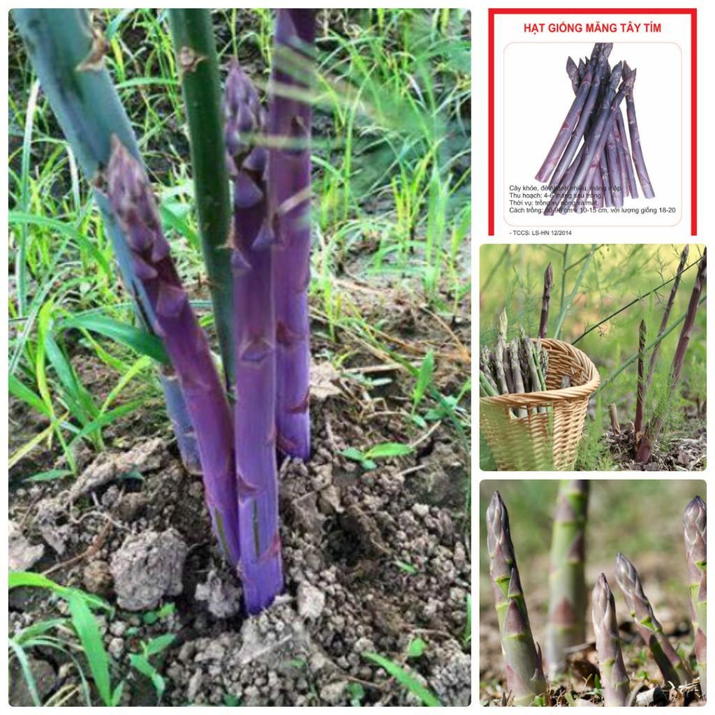 Hạt giống Măng Tây Tím - Gói 20 hạt