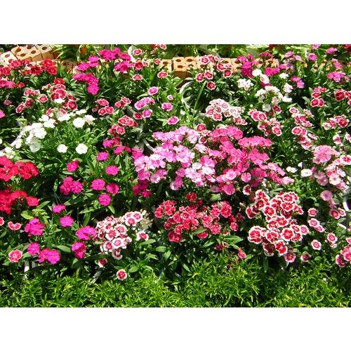 Hoa cẩm chướng nhiều màu , đóng gói 0.1gr