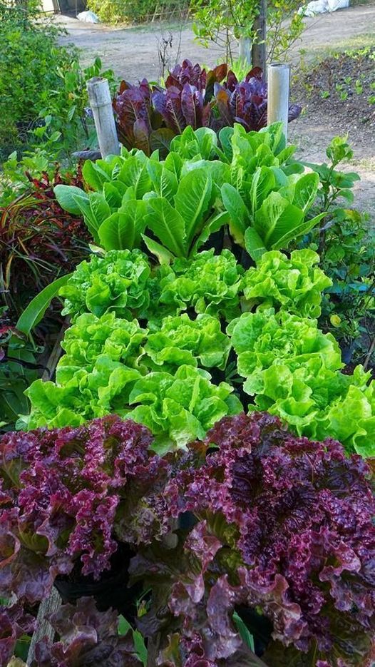 Chế phẩm vi sinh phân giải Xenlulo Xử lý chất thải làm phân ủ hữu cơ