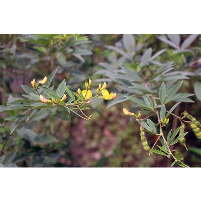 Hạt giống đậu săng - 1 gói 20gram
