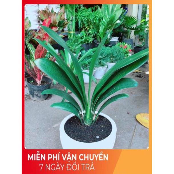 Chậu Lan Quân Tử