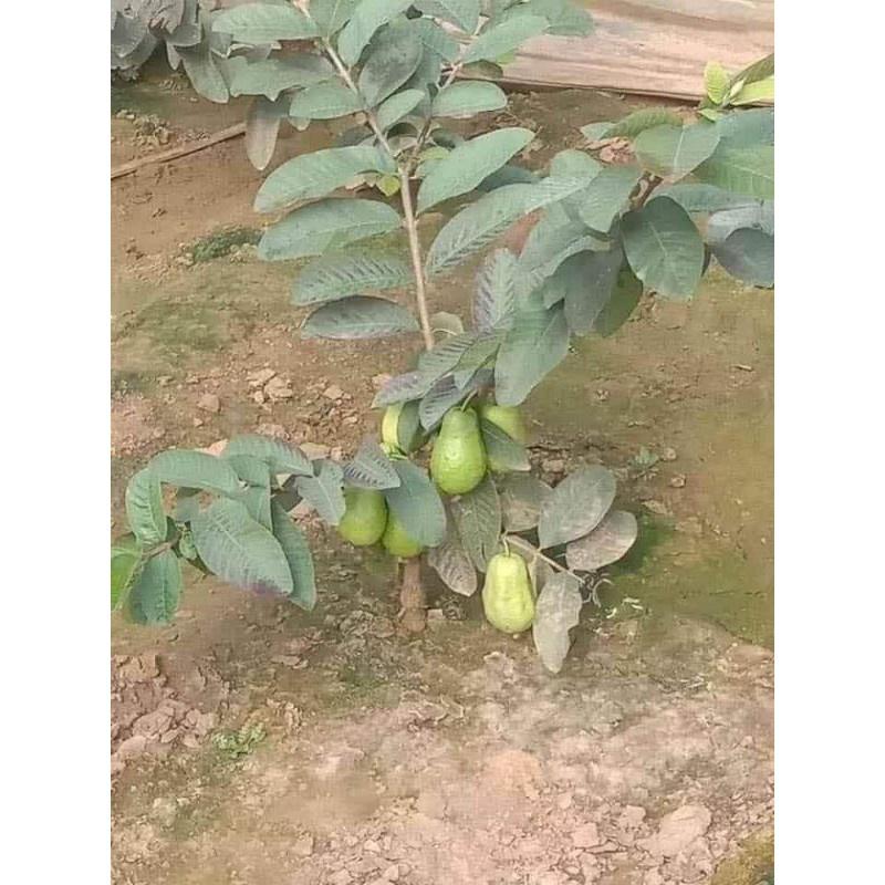 Cây Giống Ổi Lê Ruột Đỏ