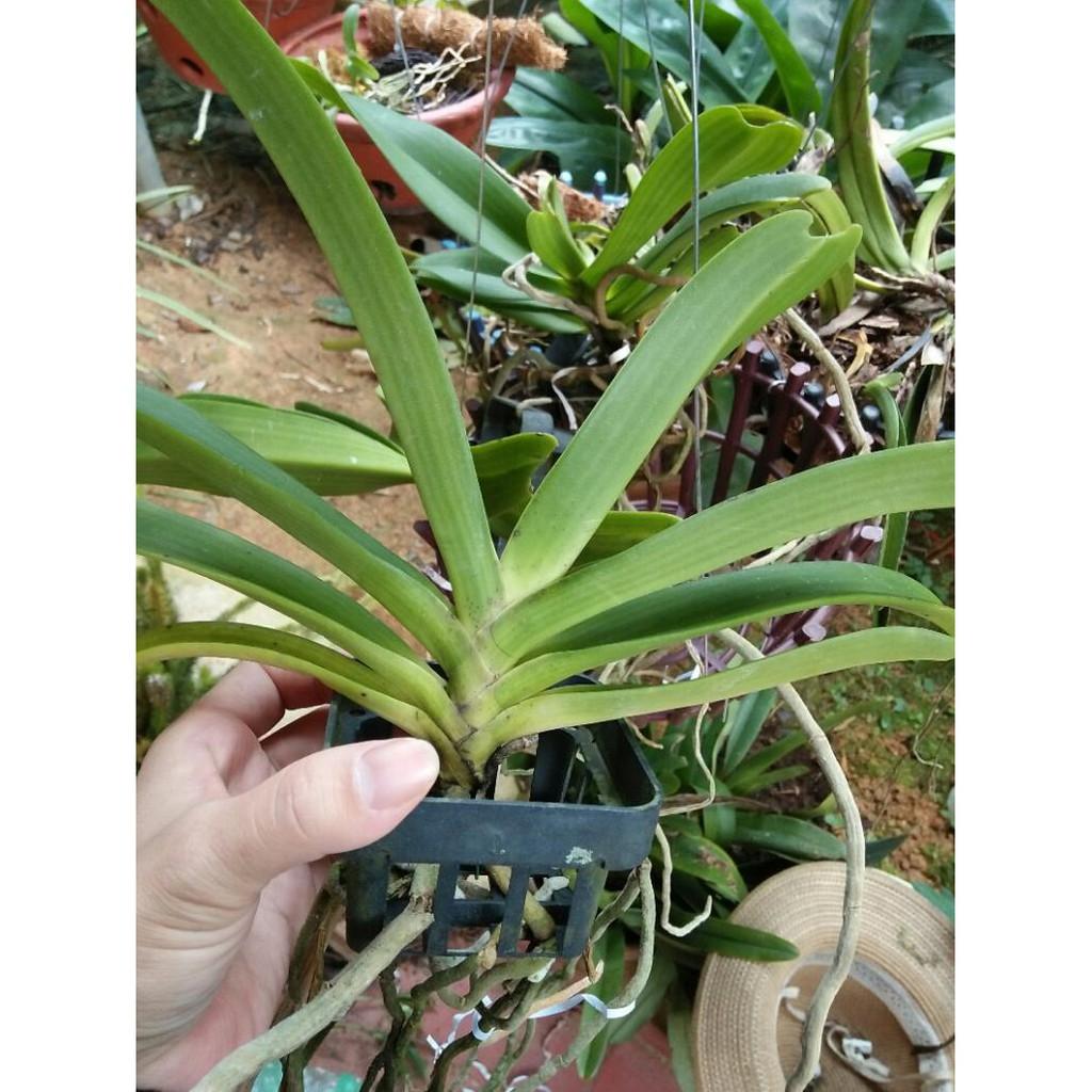 Hoa phong lan đai châu hoa tết