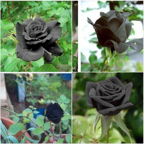 Hạt giống cây hoa hồng đen - Gói 20 hạt