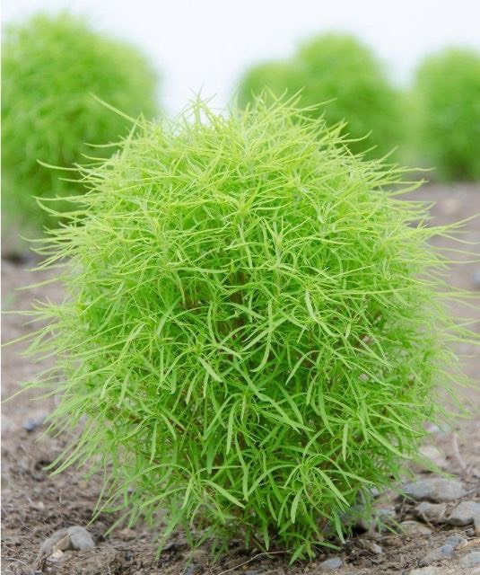 Hạt Giống Cỏ Đổi Màu - Siêu Nảy Mầm 4 Mùa