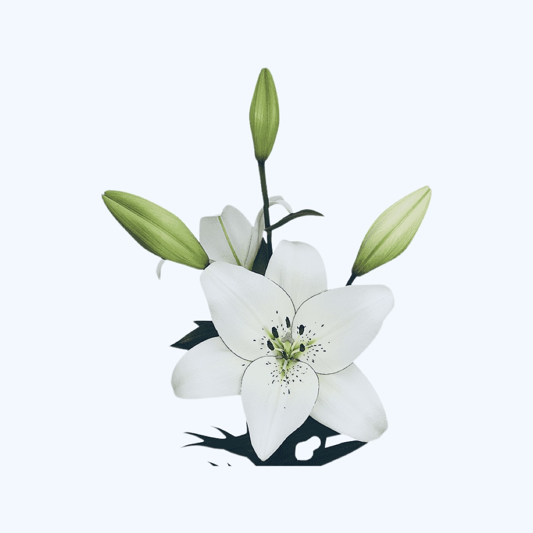 Eyeliner Lily (hoa Lily Eyeliner)