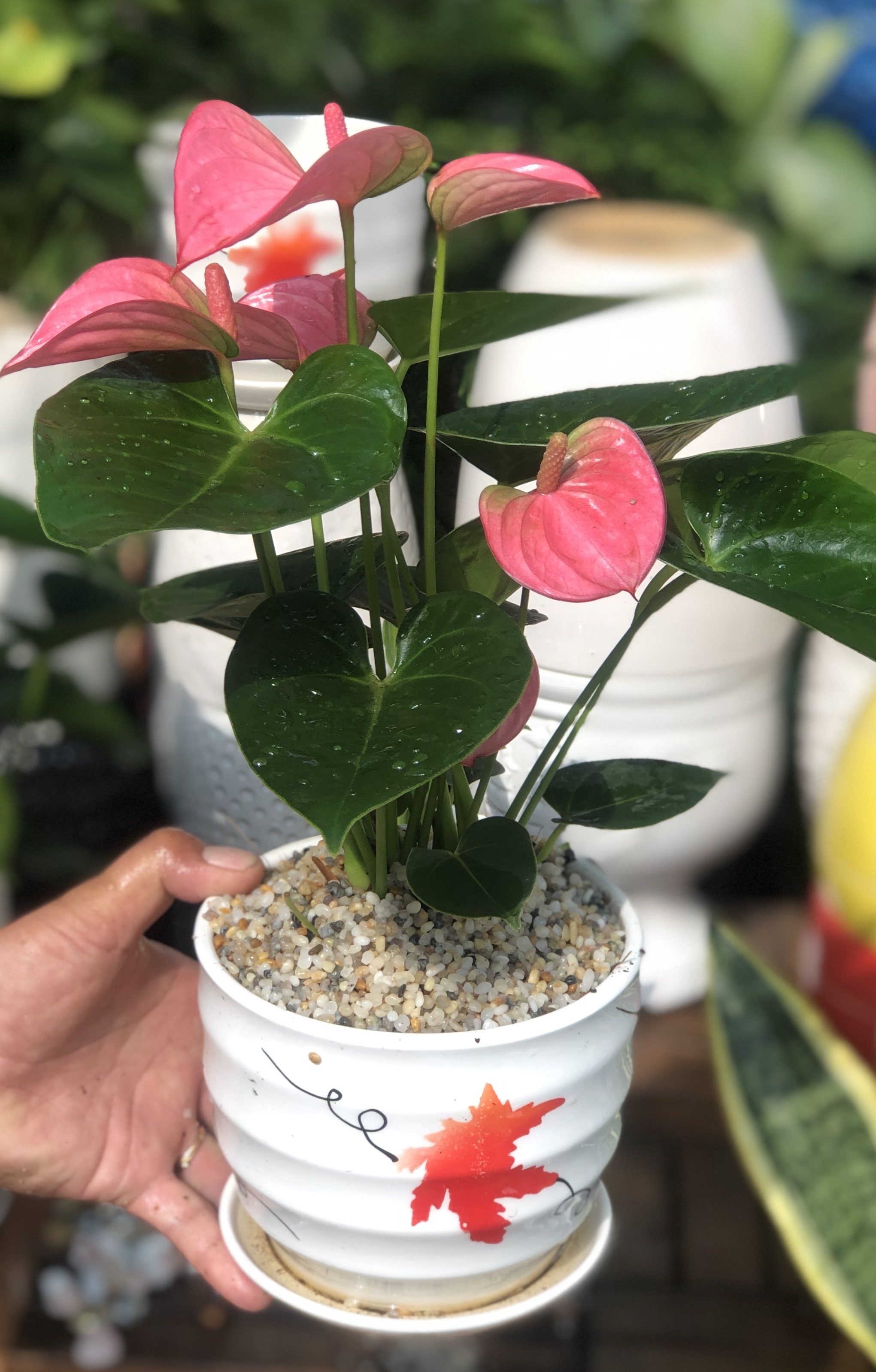Chậu sứ cây hồng môn màu hồng tặng kèm đá trang trí