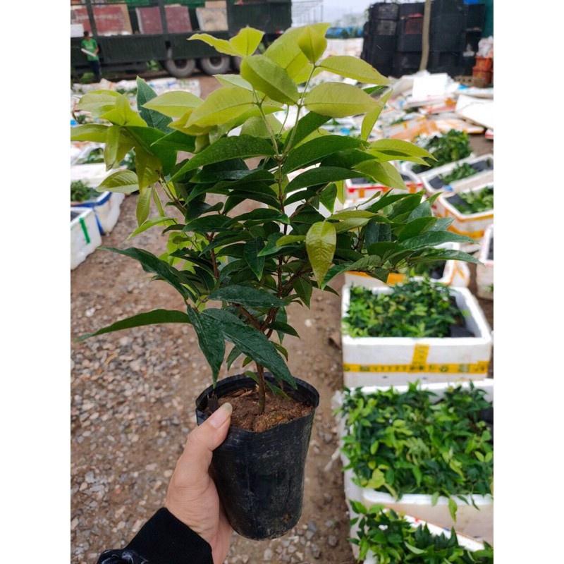 Cây giống nho thân gỗ 12 vụ