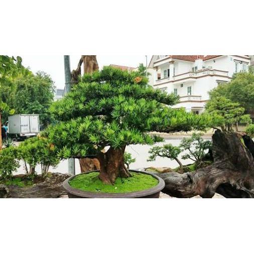 Cây giống tùng la hán khỏe đẹp